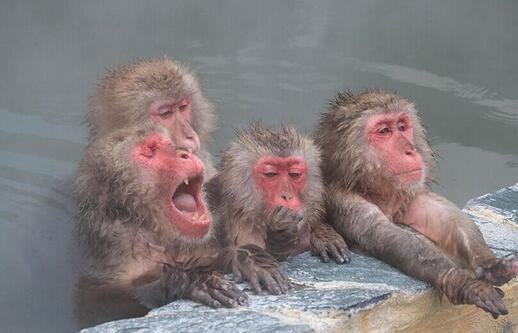 日本“猴子山温泉”开业 吸引游客看猕猴泡澡