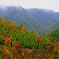 天津九龙山国家森林公园