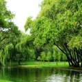 上海共青森林公园