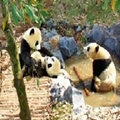 黄山大熊猫生态乐园